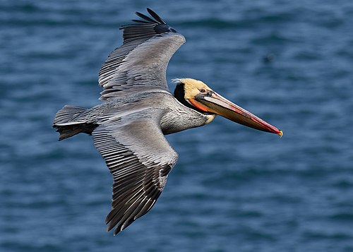 California brown pelican